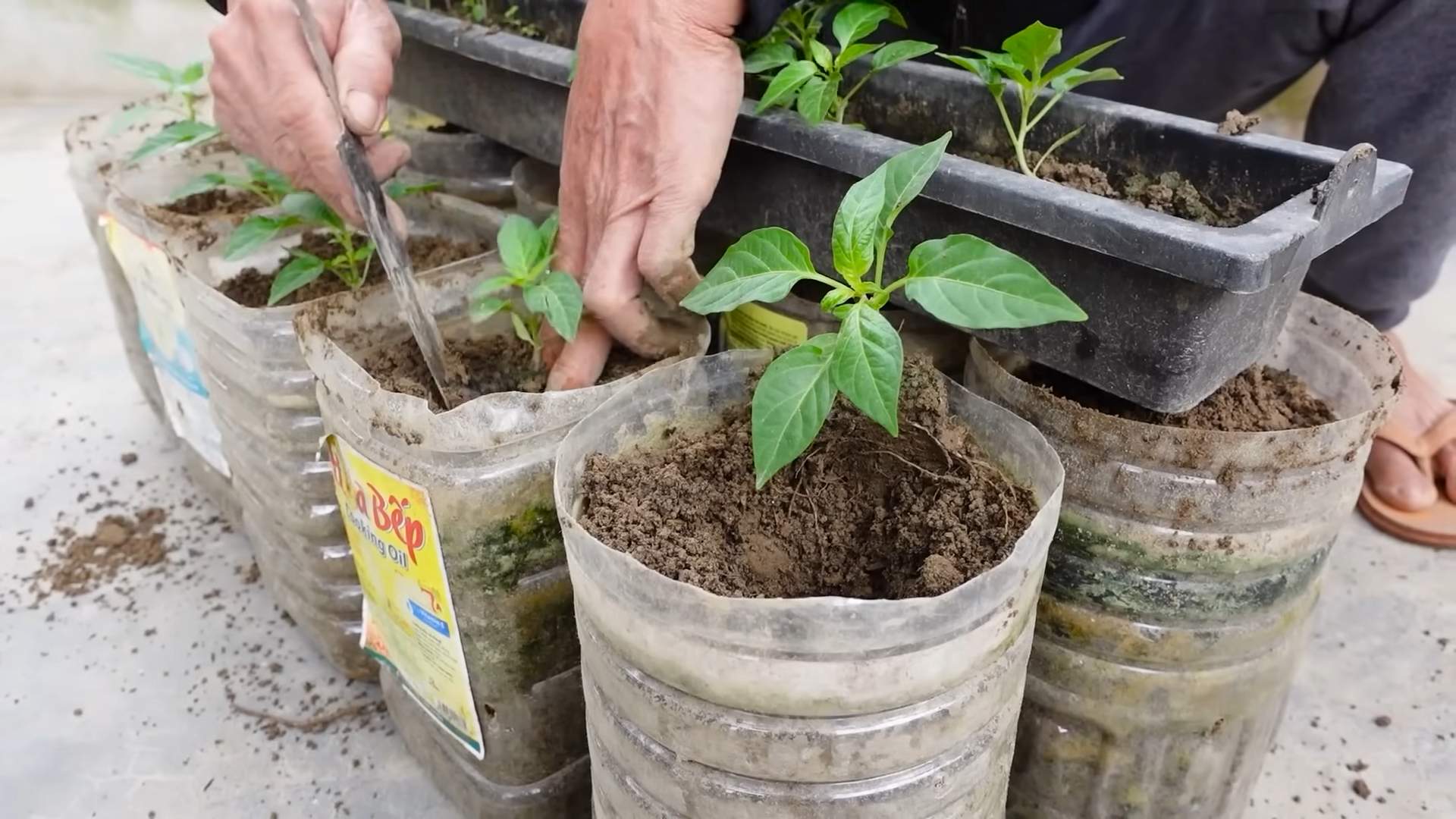 Drachenfrucht anbauen einfach