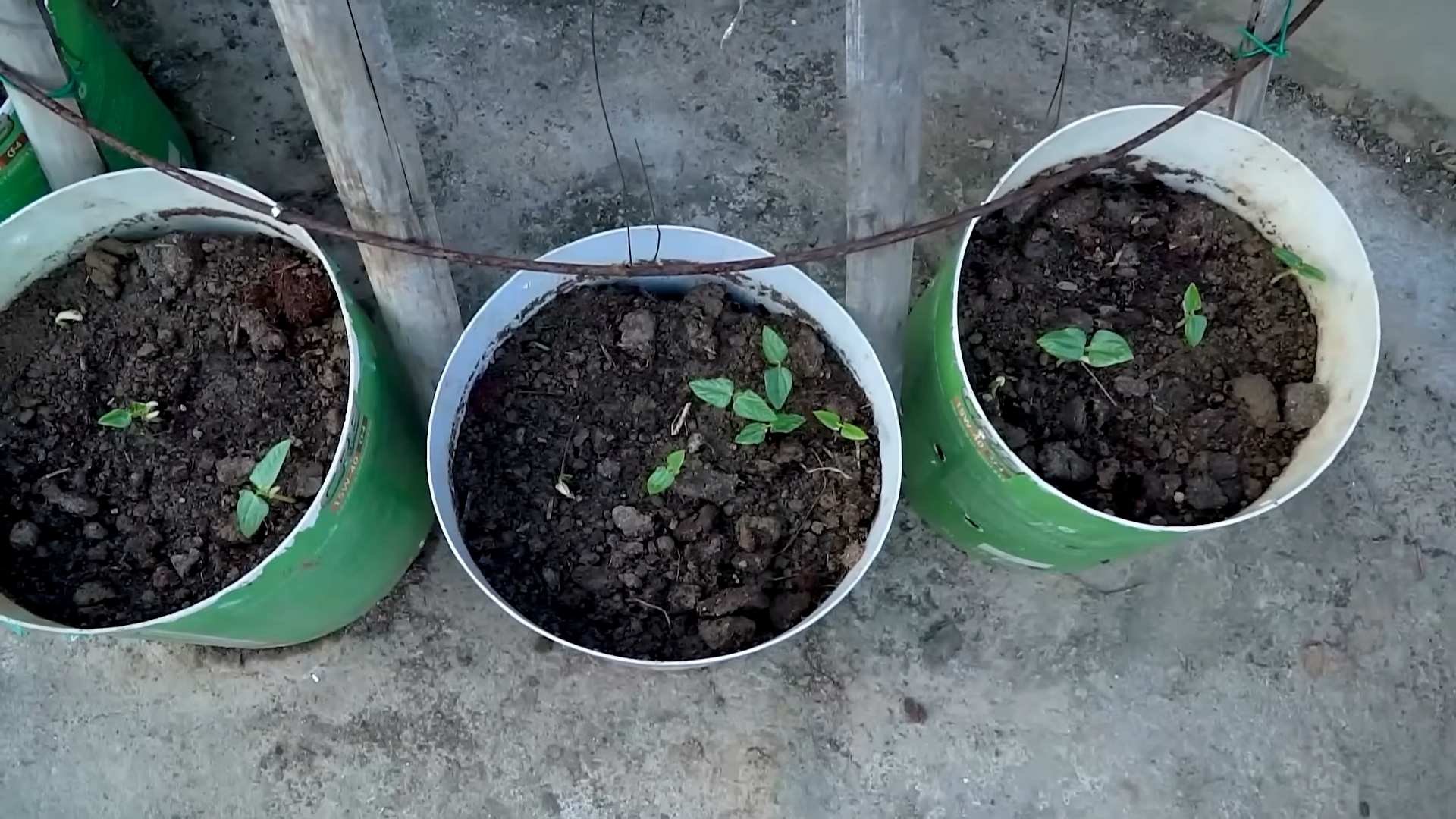Tomatenanbau zu Hause