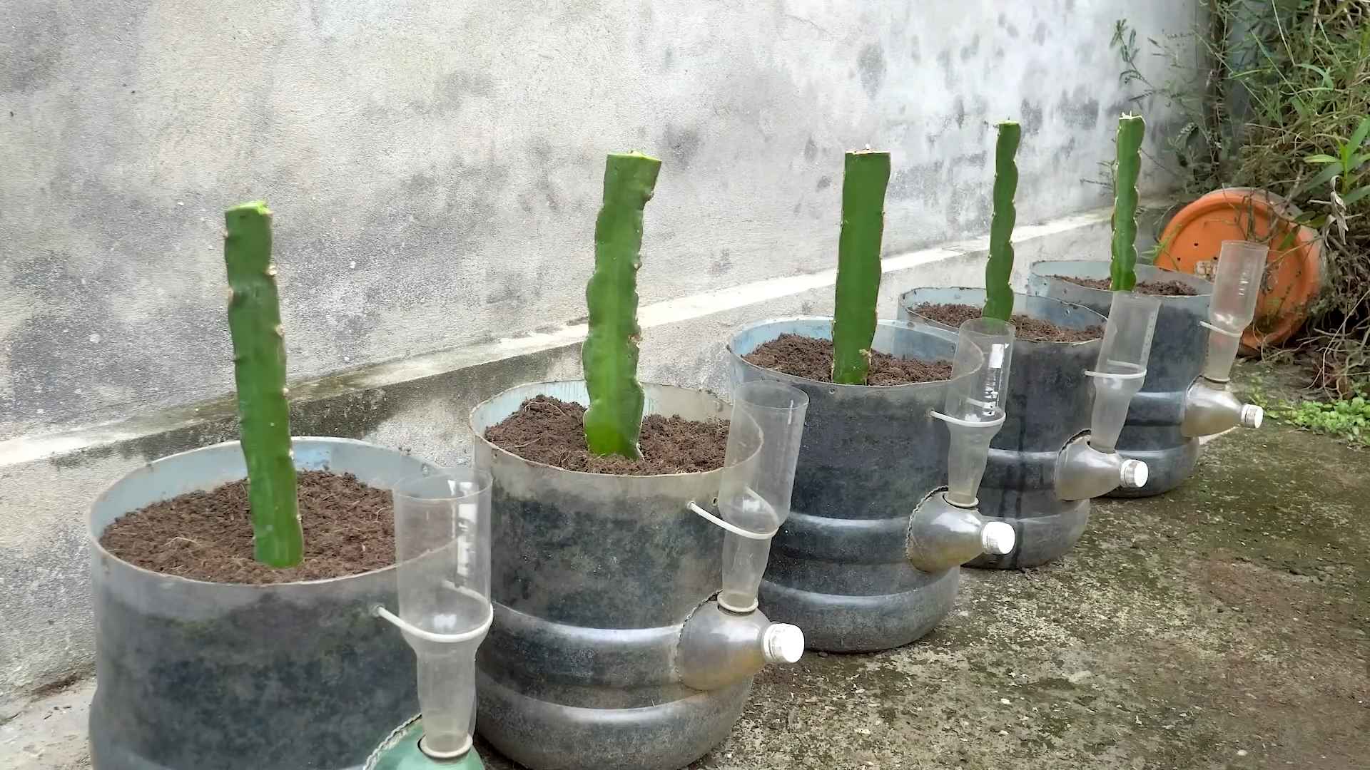 Rote Drachenfrucht anbauen