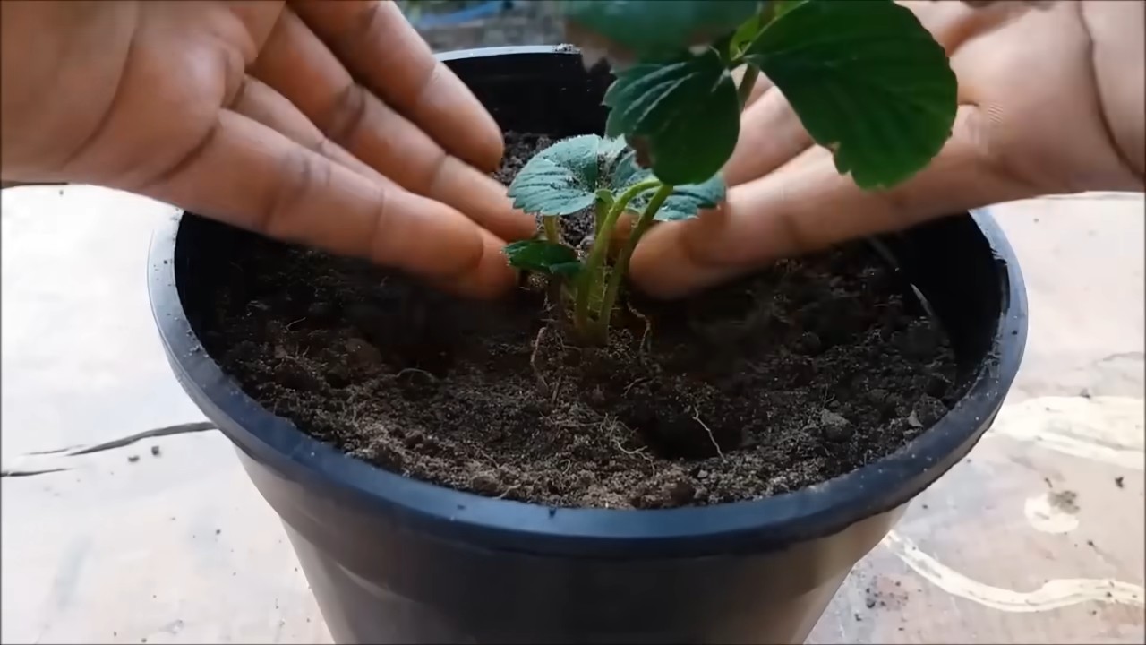 Erdbeeren anbauen überall