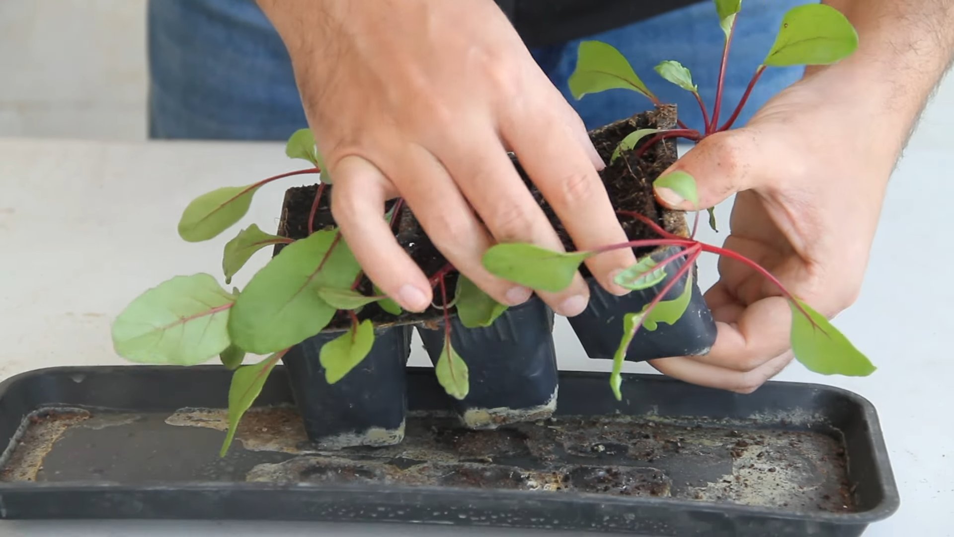 Beete anbauen im Plastikbehälter