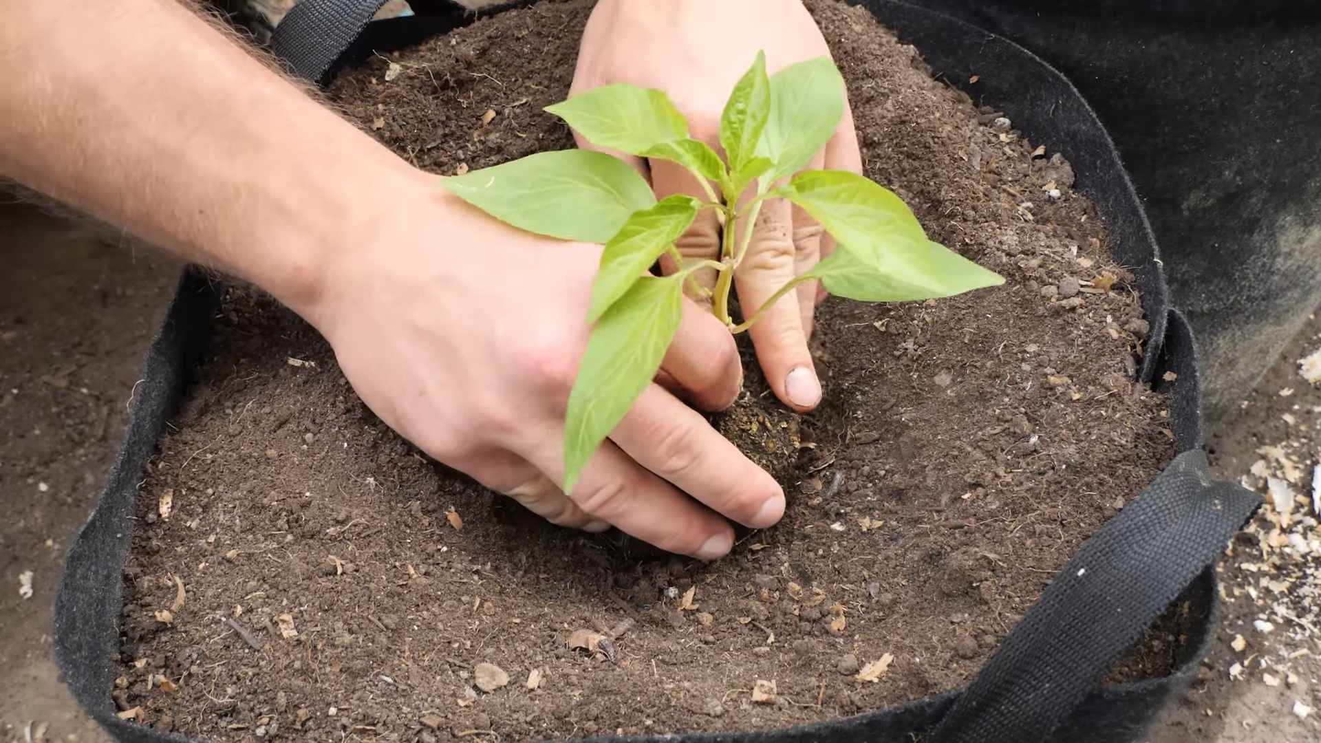 Paprika zu Hause anbauen