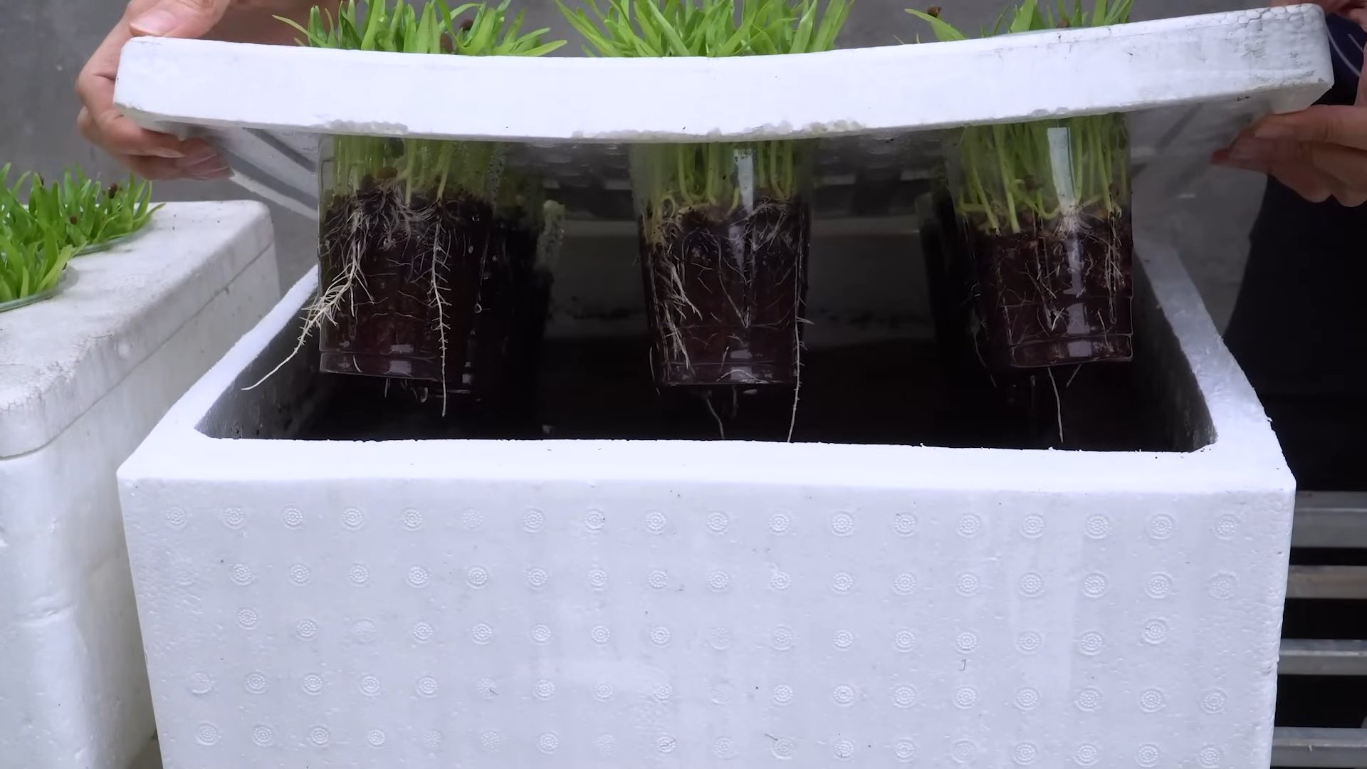 Wasserspinat Anbau Einfache Schritte