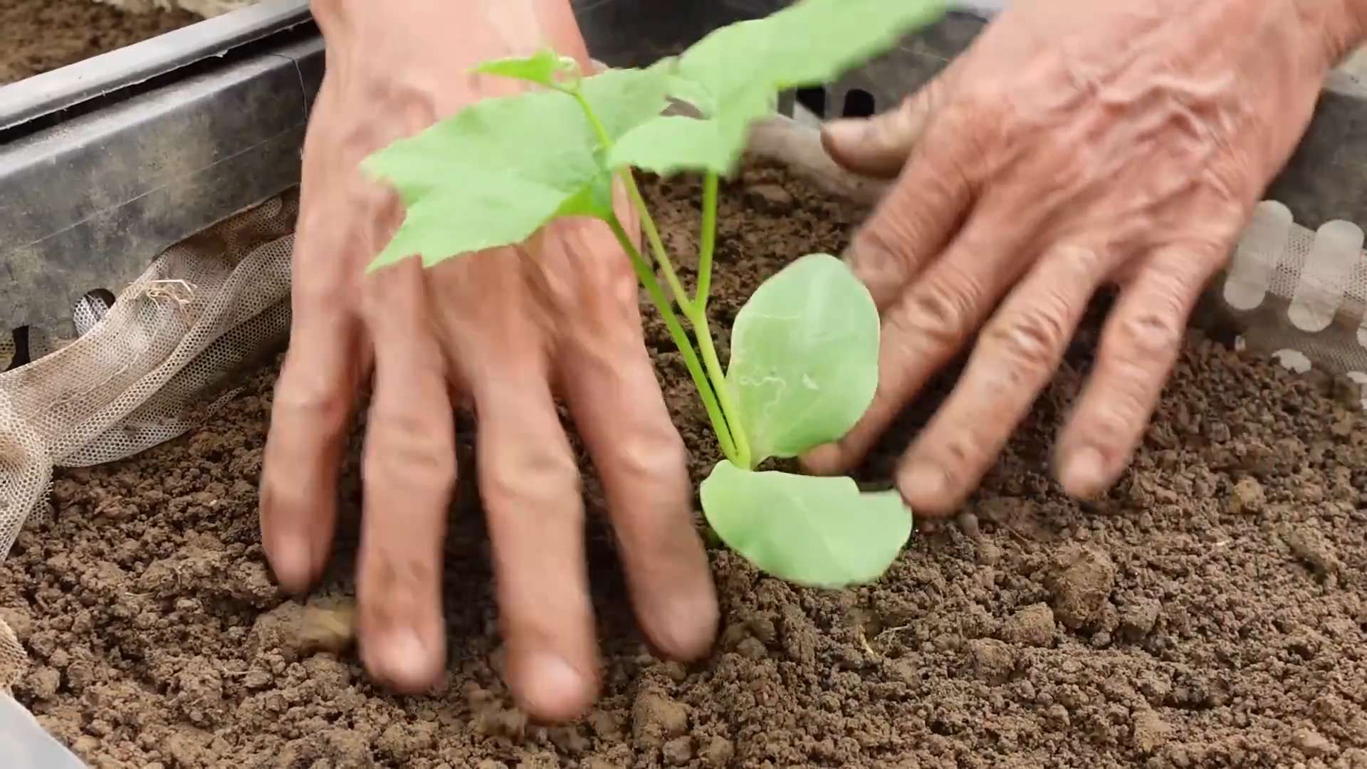Luffa Anbau im Garten