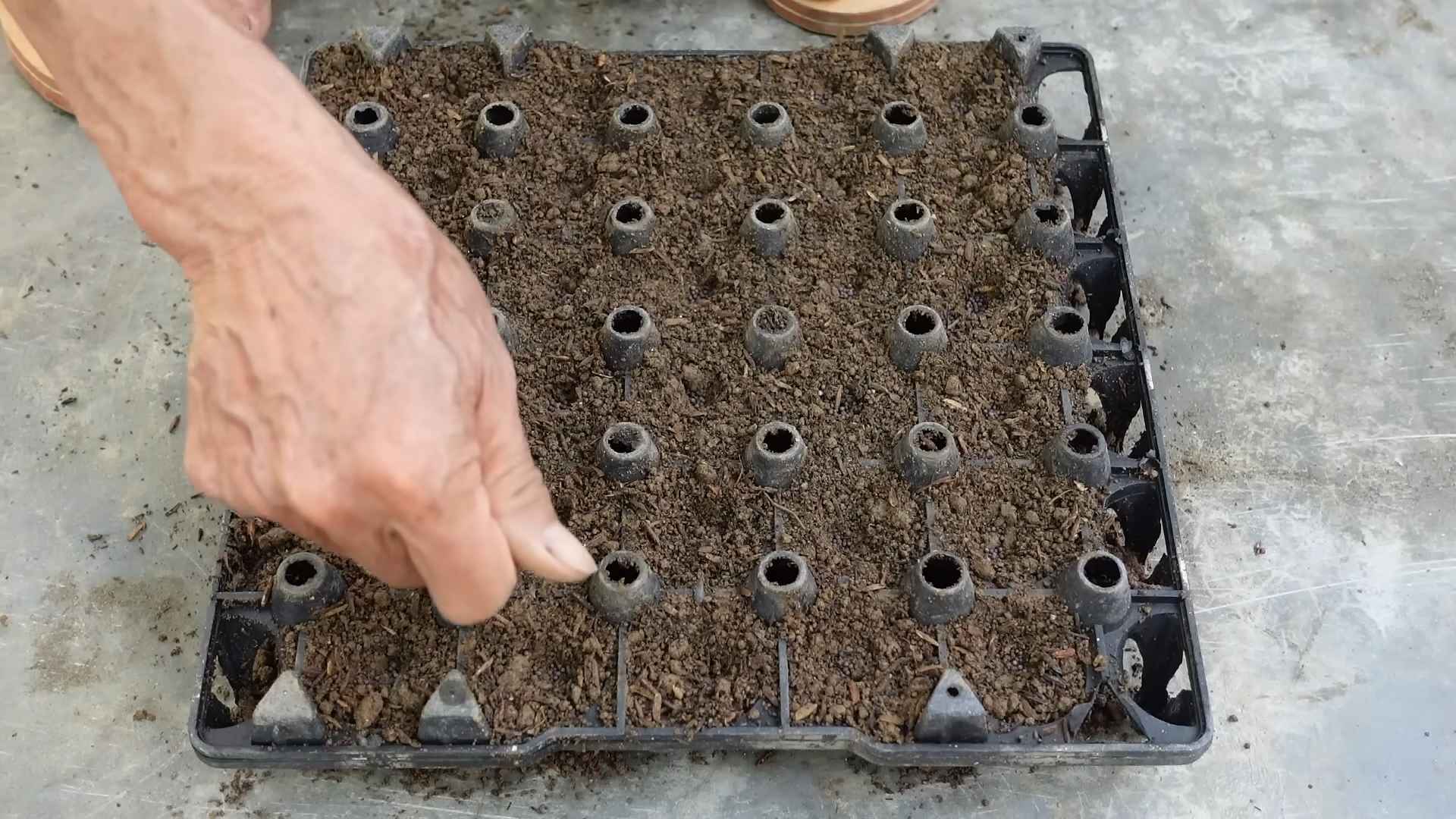 Napa Kohl im Freien anbauen