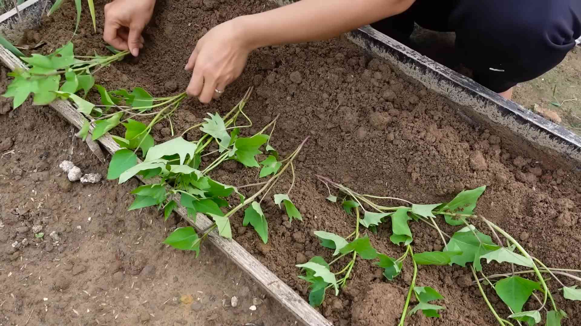 Süßkartoffeln Anbauen Anfänger Tipps