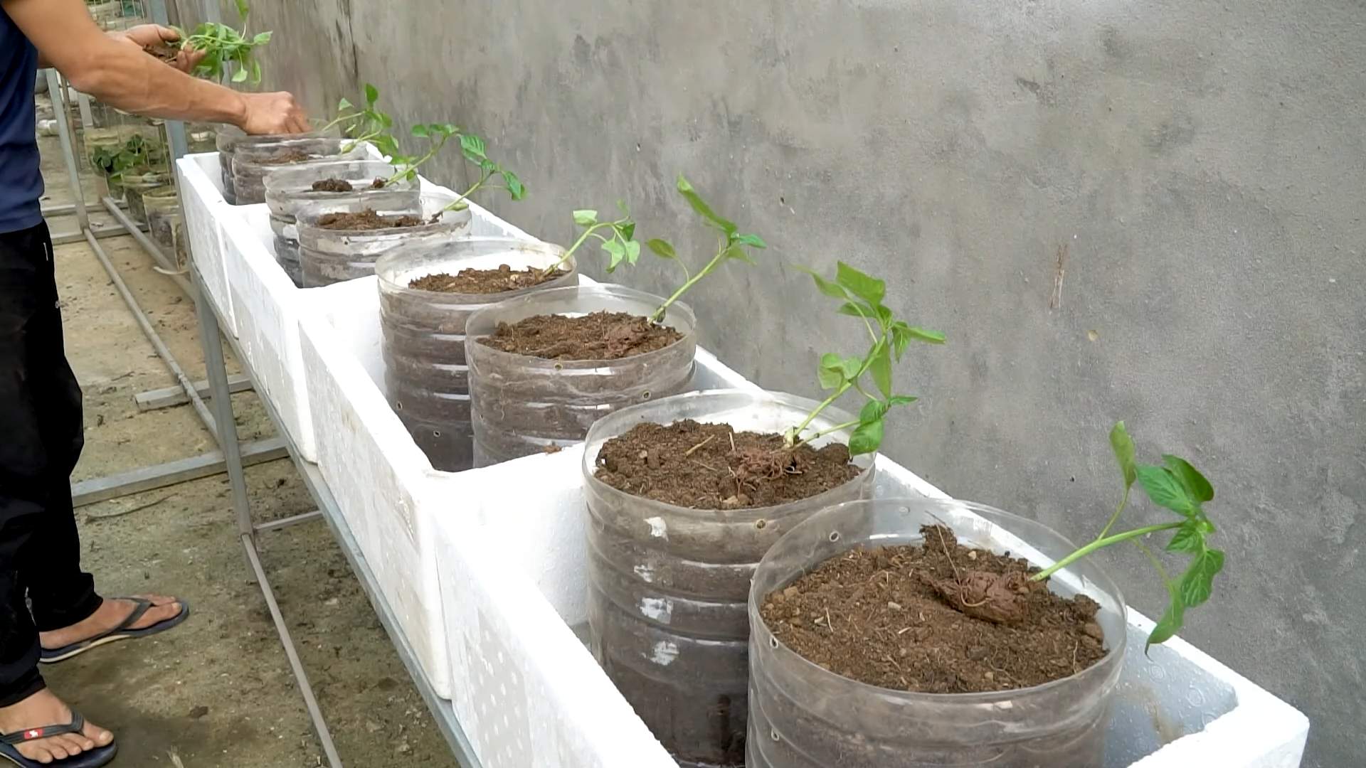 Seltene Paprika richtig anbauen