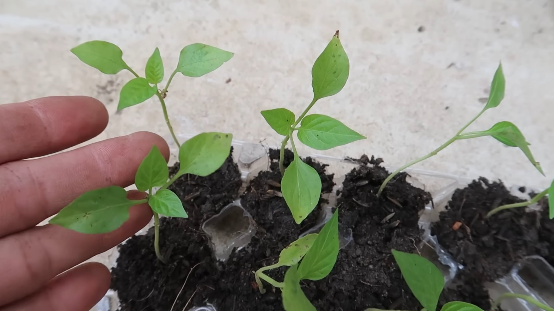 Flaschengarten Paprika einfach anbauen