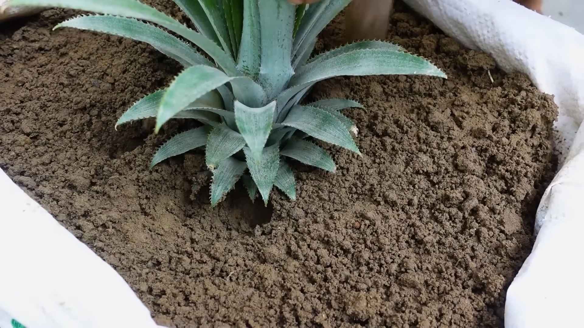 Ananas selber ziehen