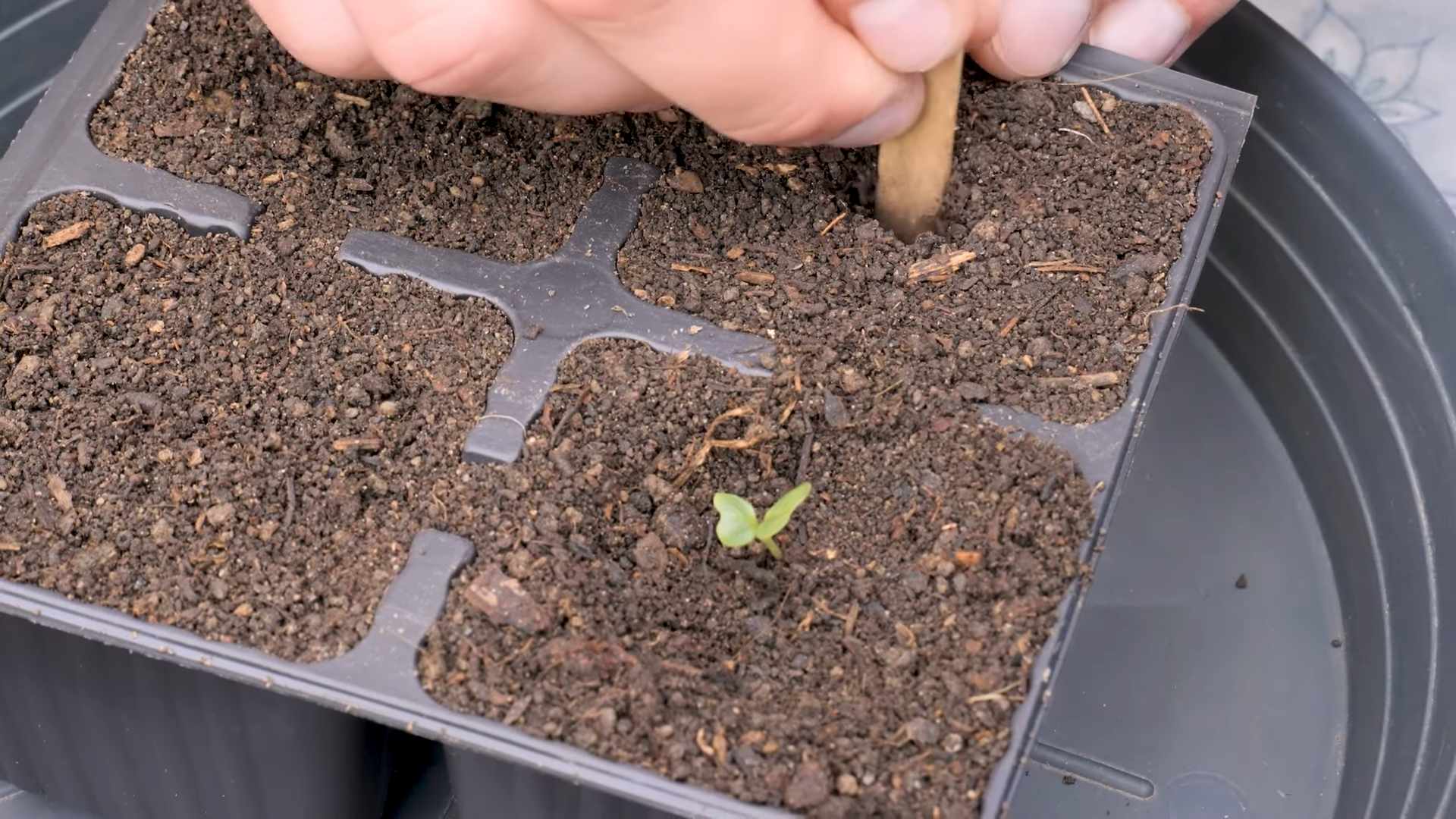 Romanesco aus Samen ziehen