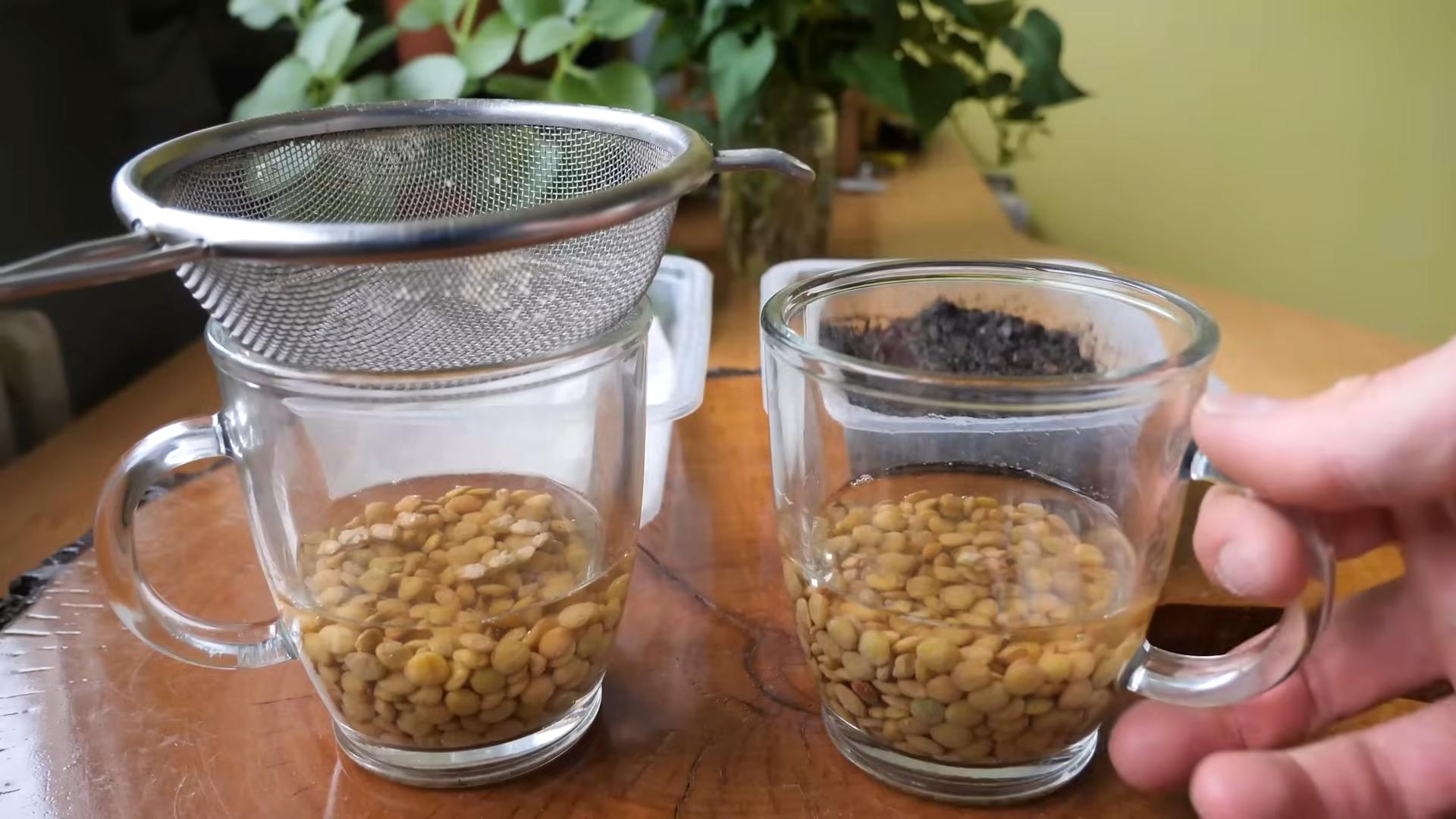 Microgreens Anbau Arbeitsplatte