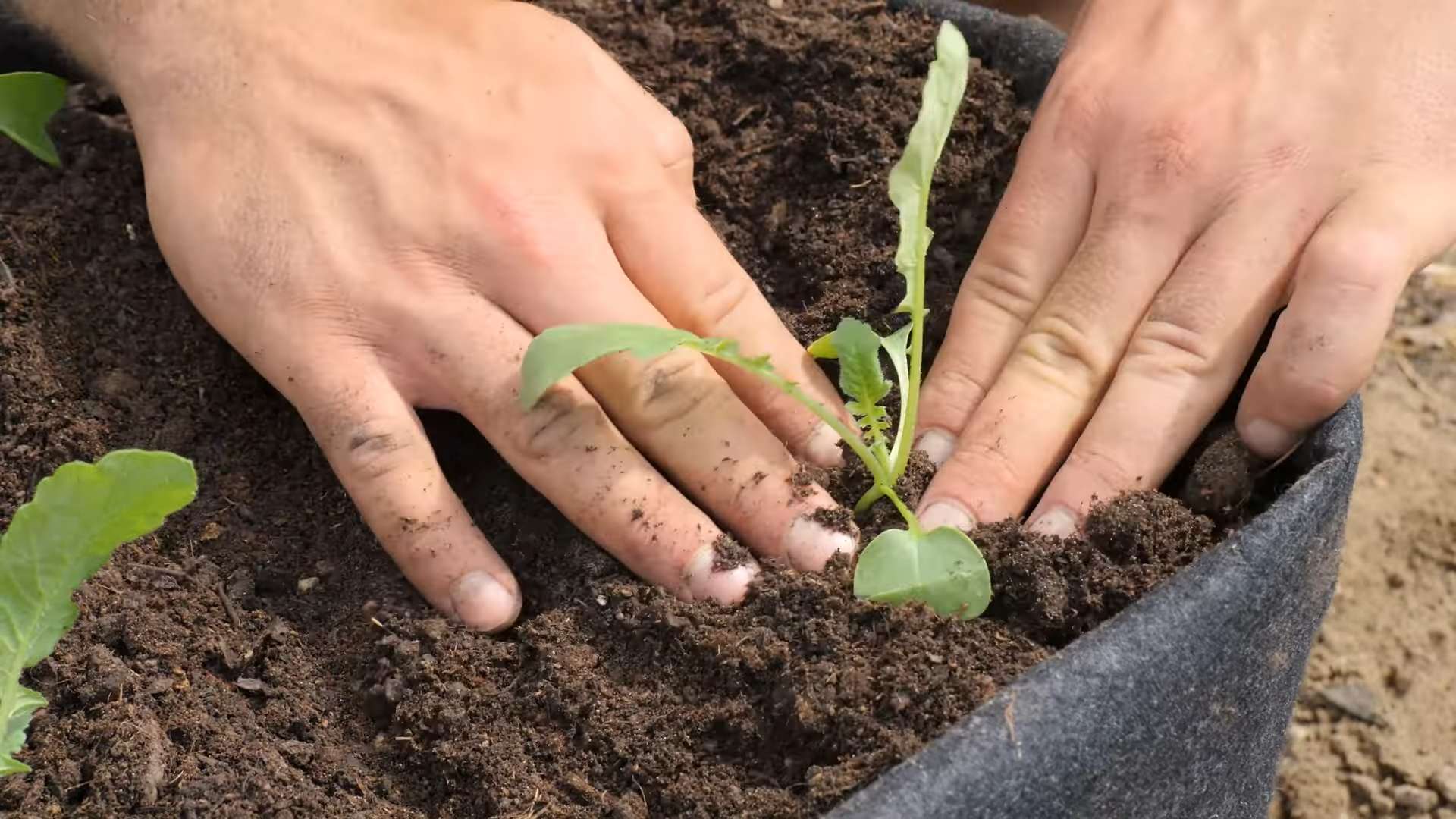 Radieschen in der Küche anbauen