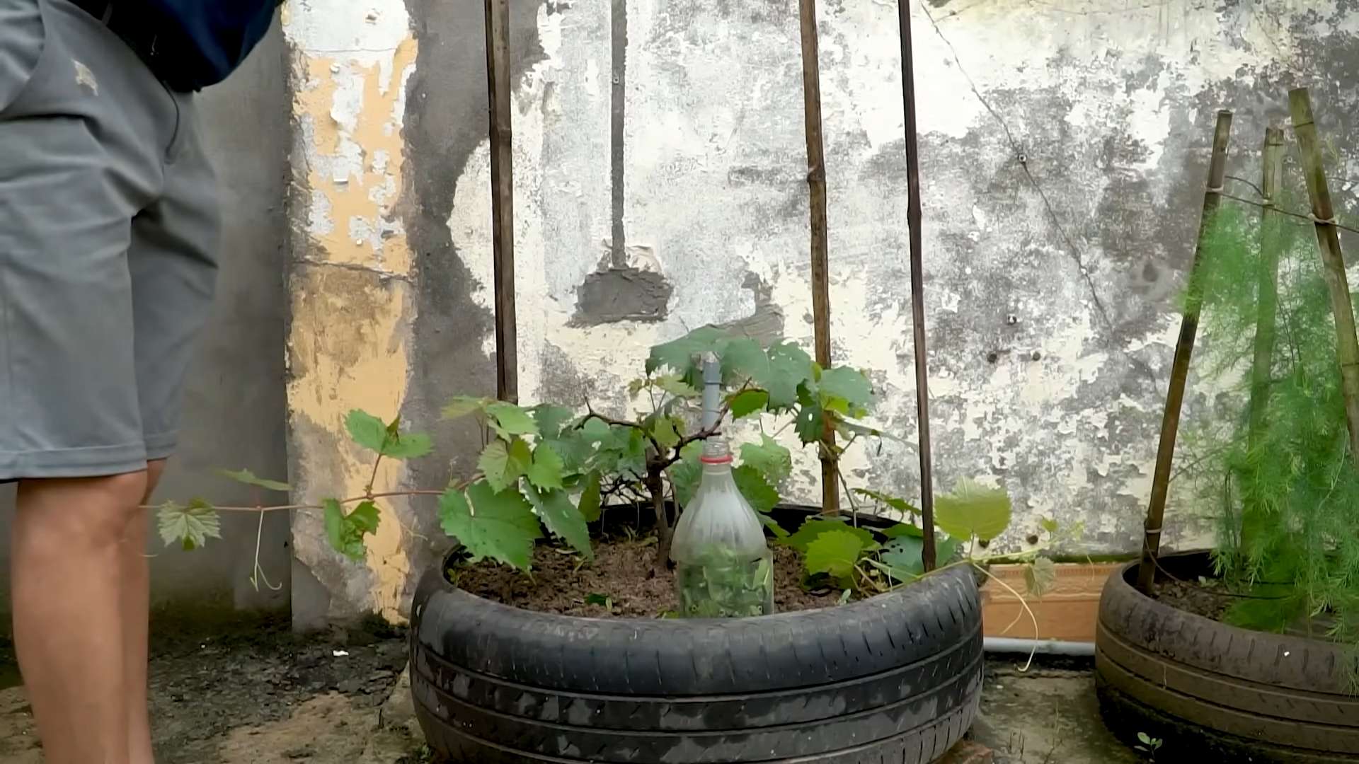 Reifen für Weinbau nutzen