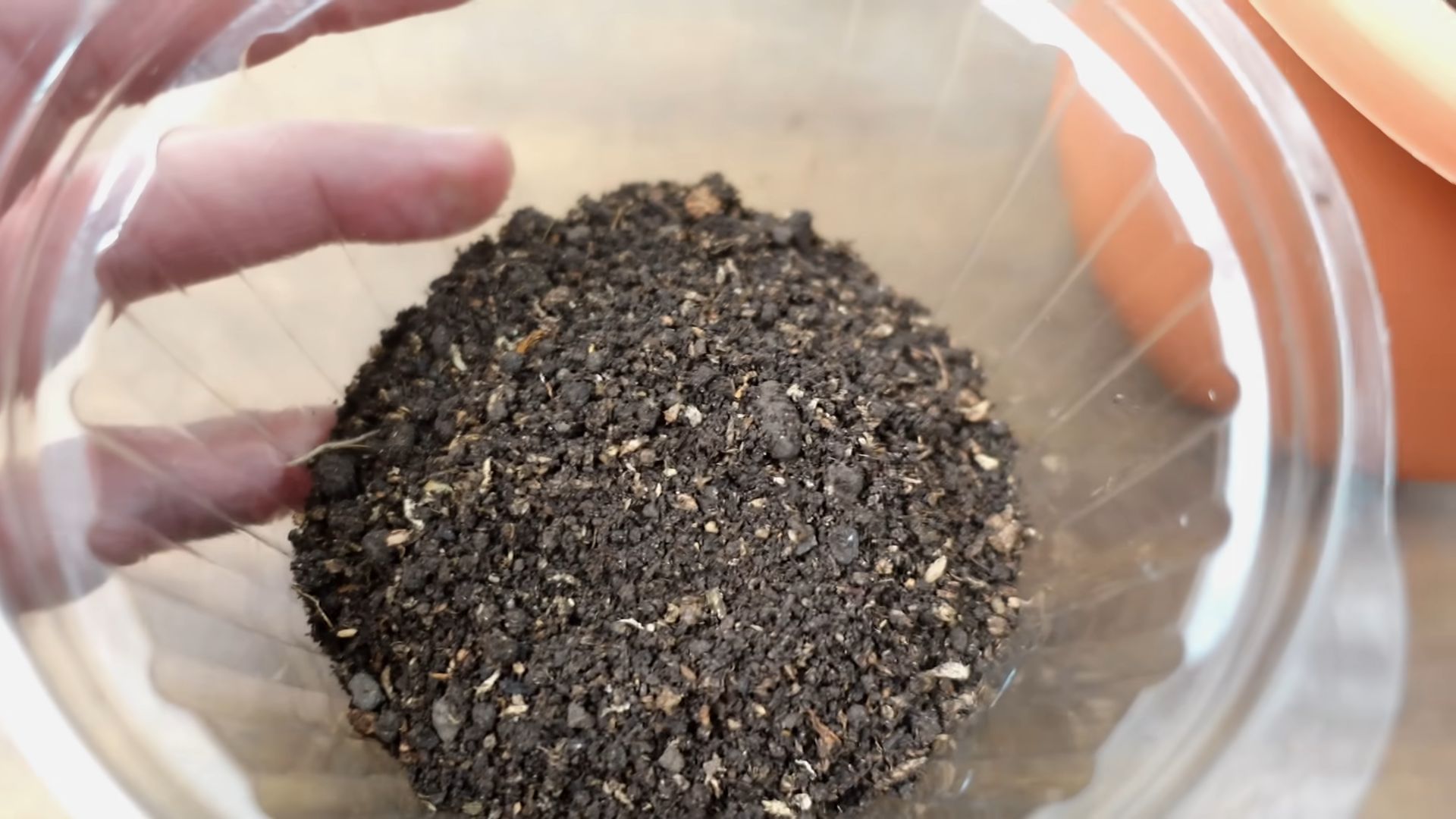 Blaubeeren anbauen: Einfache Tipps