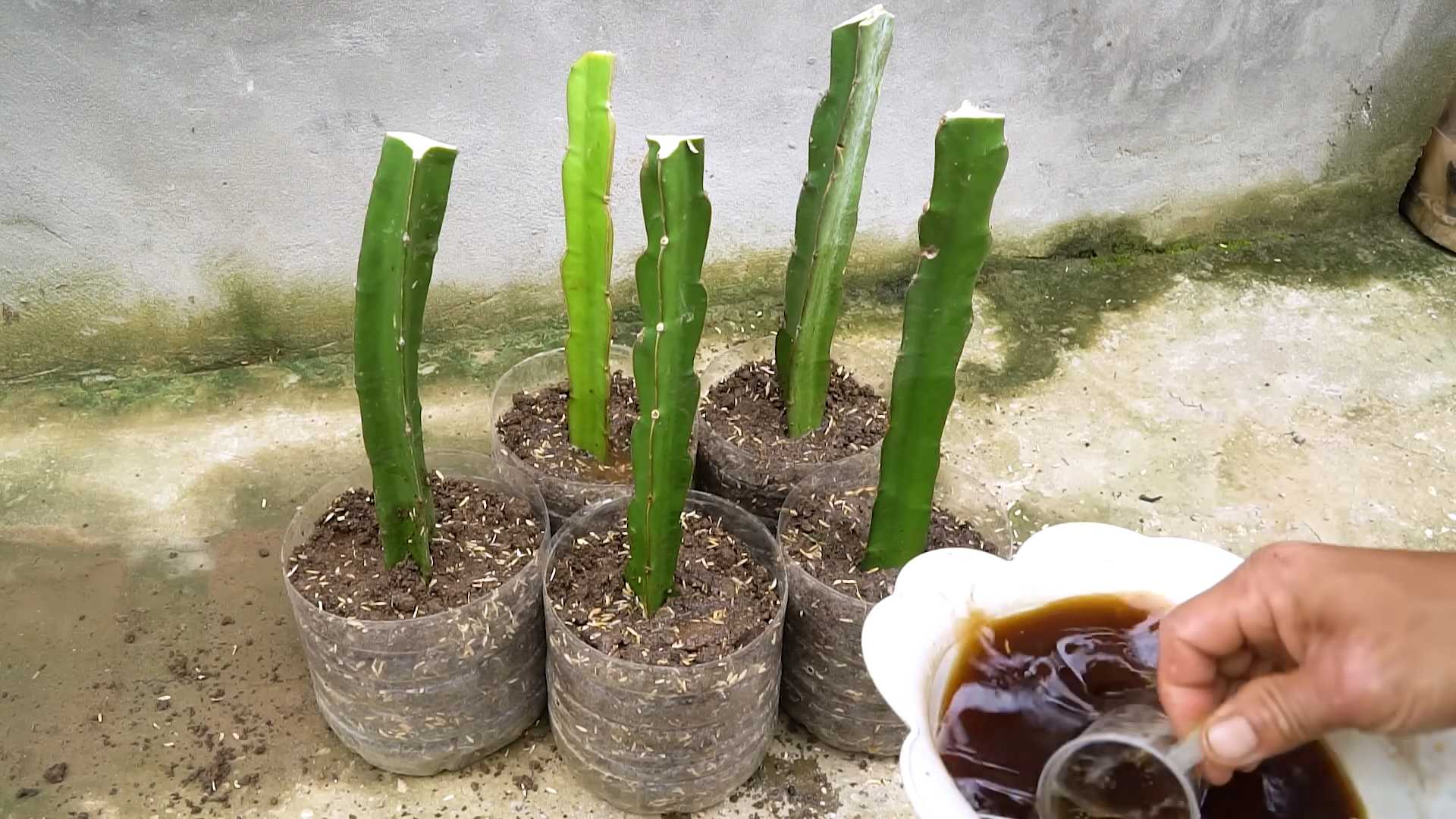Drachenfrucht anbauen einfach gemacht