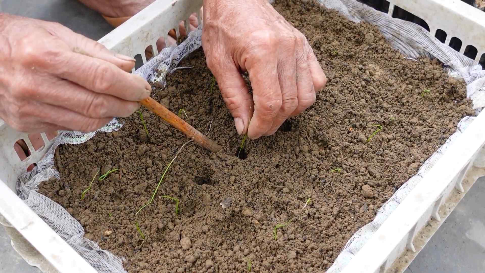 Lauch anpflanzen zu Hause
