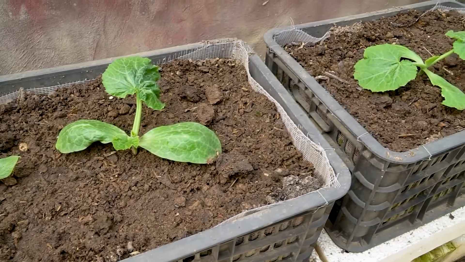 Zucchini Anbau Tipps