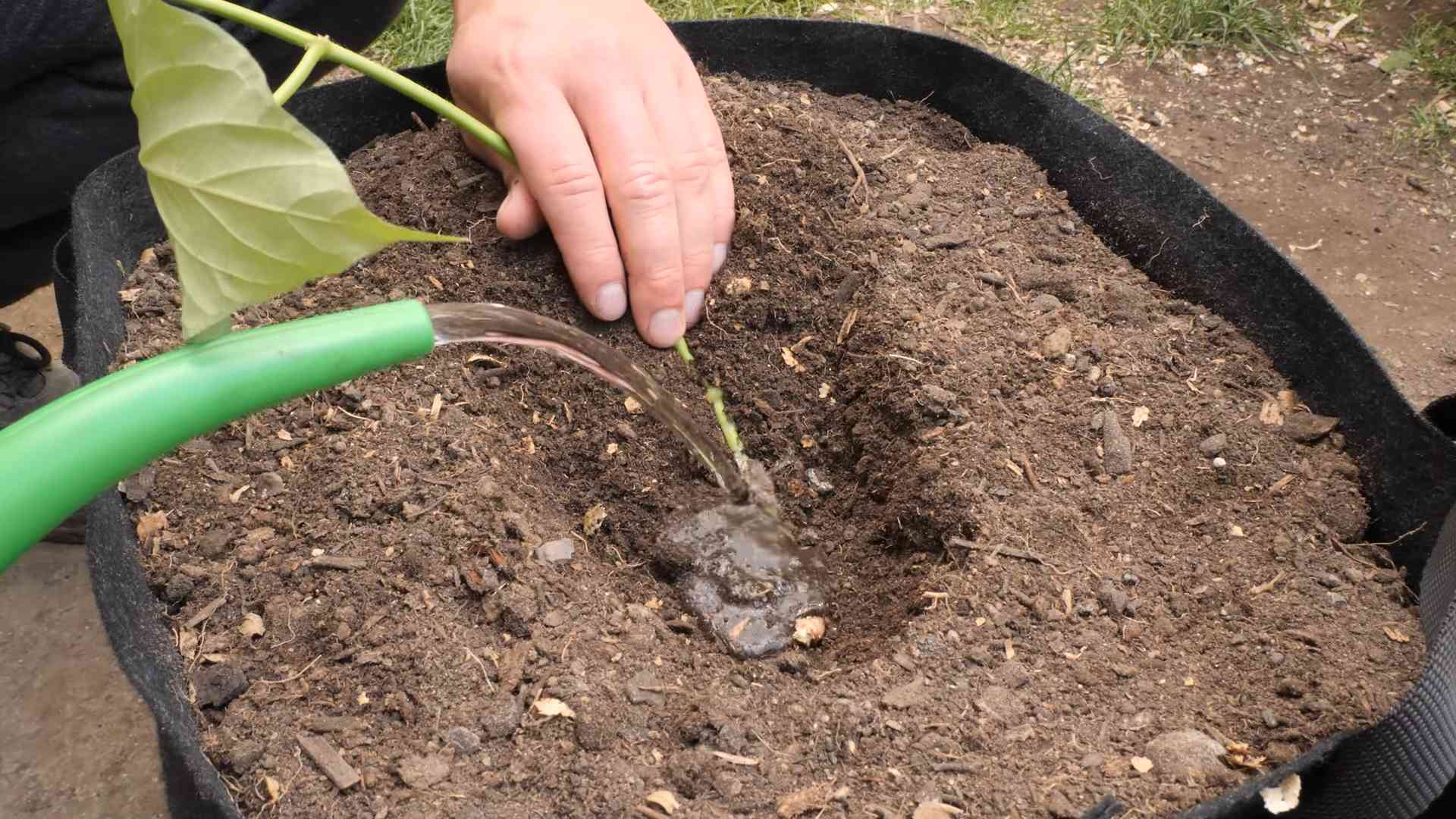 Süßkartoffeln anbauen einfach gemacht