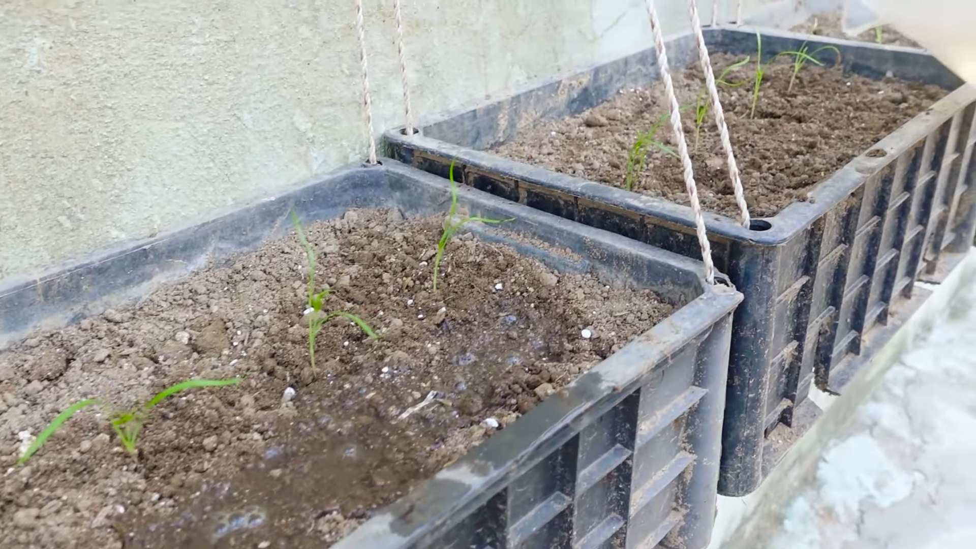 Dill Ernten Küche