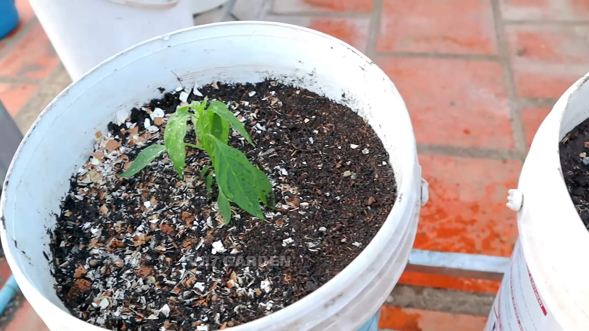 Chilis im Topf anbauen