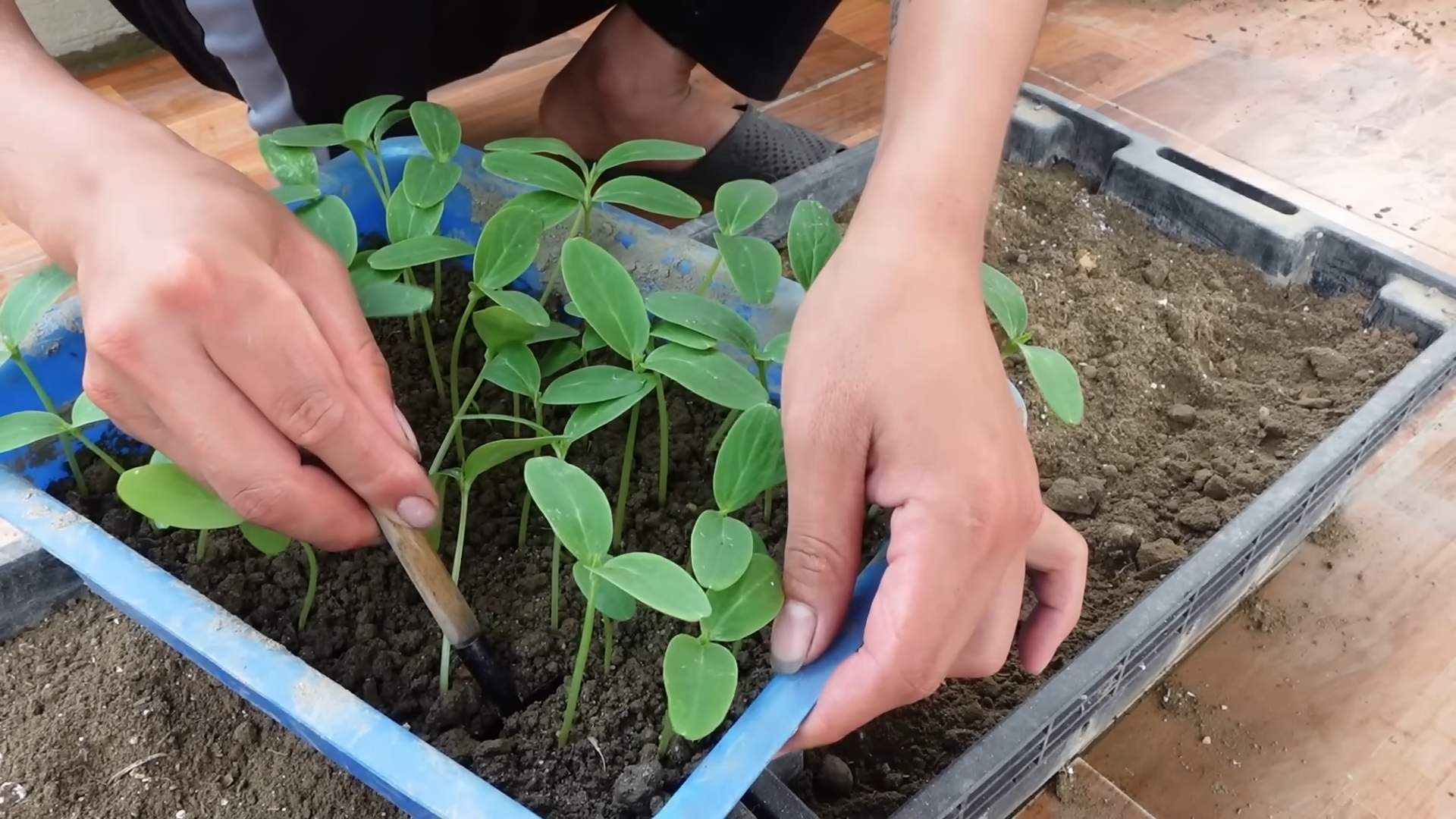 Gurken Anbau Tipps