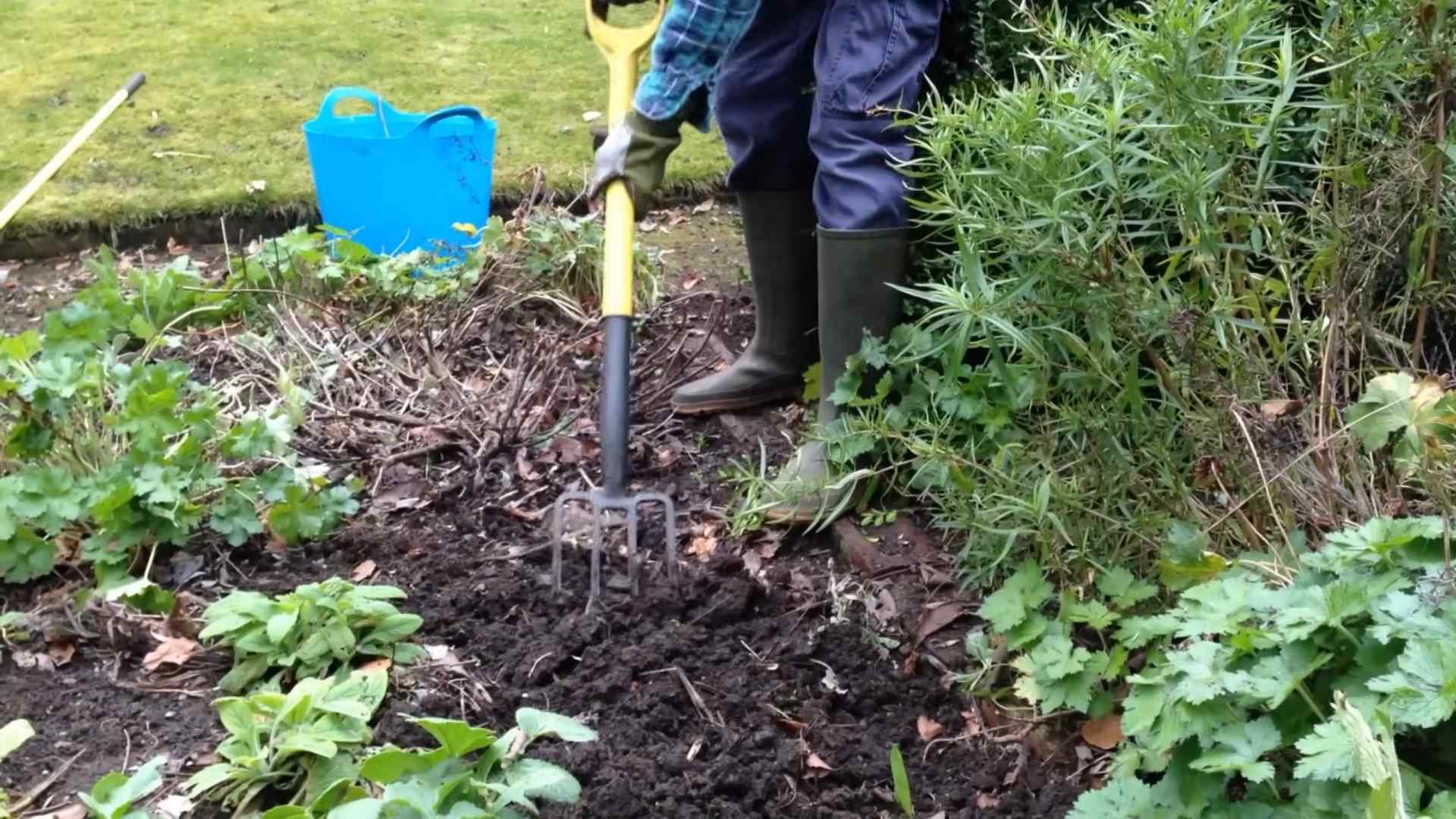 Blaubeeren ernten selber machen