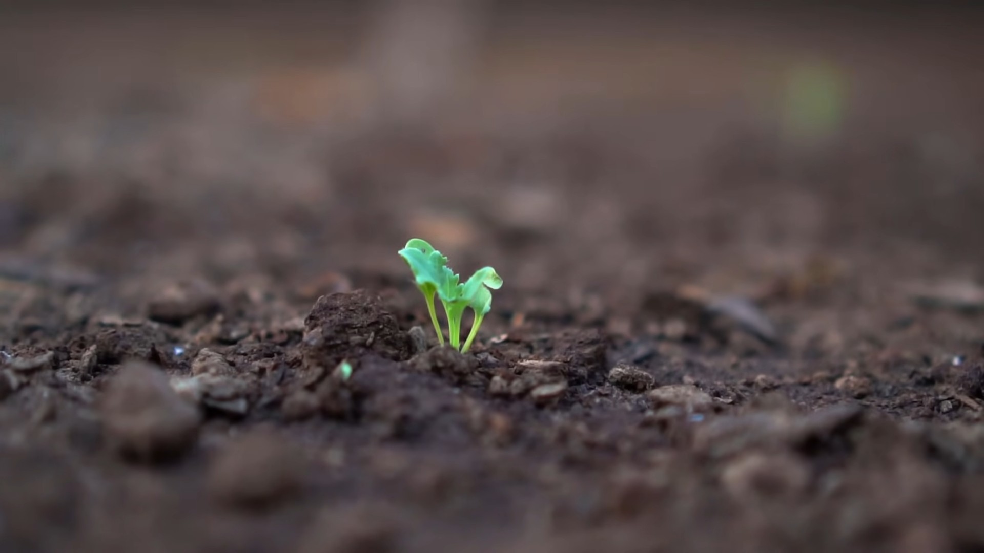Karottenanbau kleiner Garten