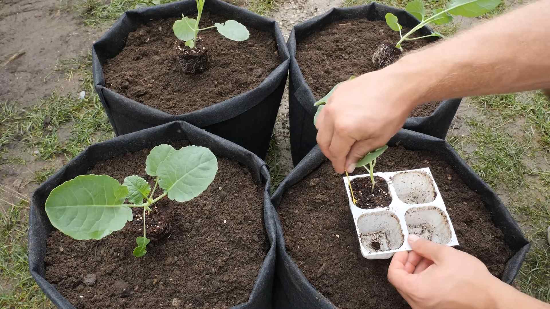 Brokkoli Anbau im Topf
