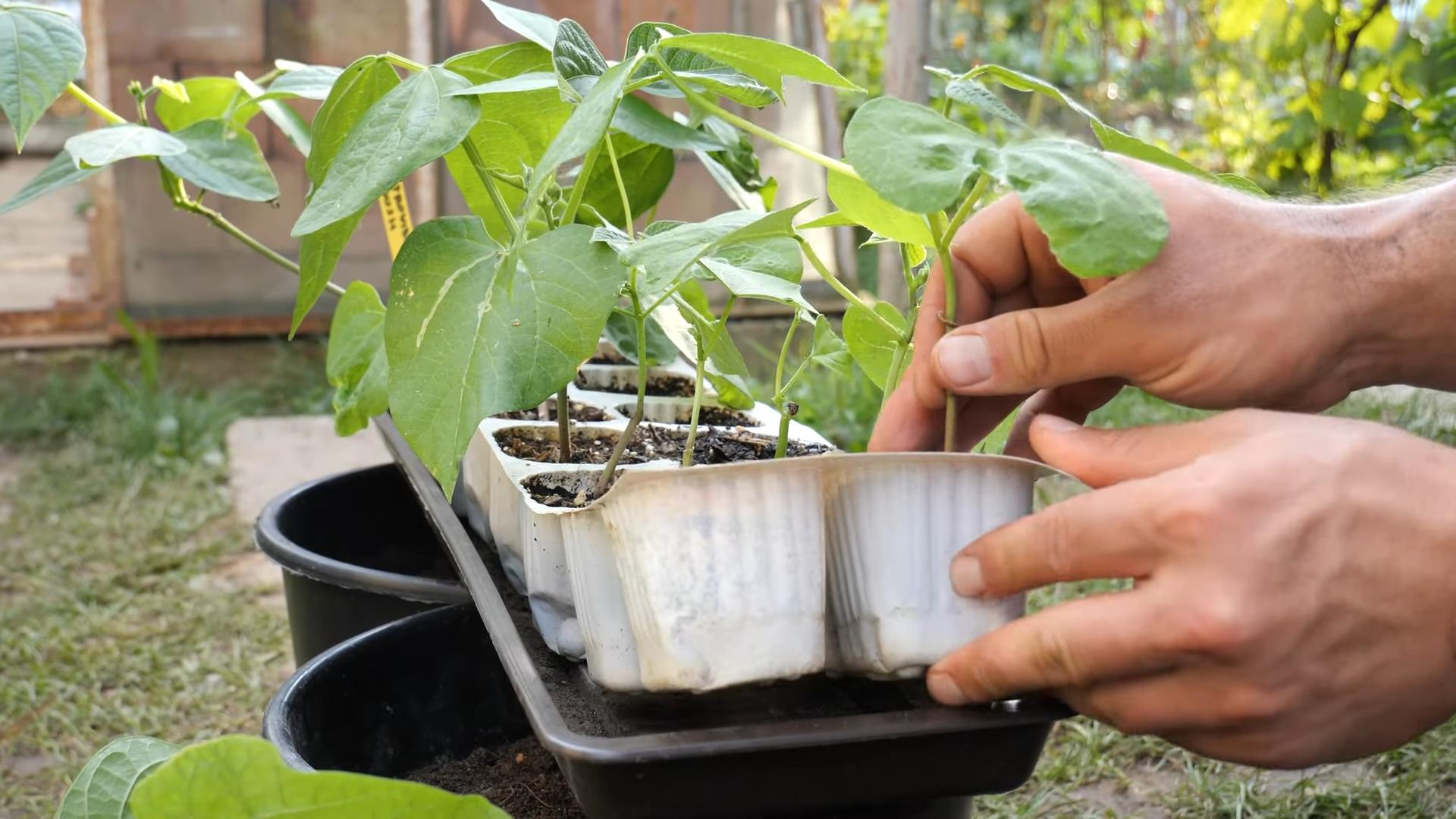 Grüne Bohnen im Topf anbauen