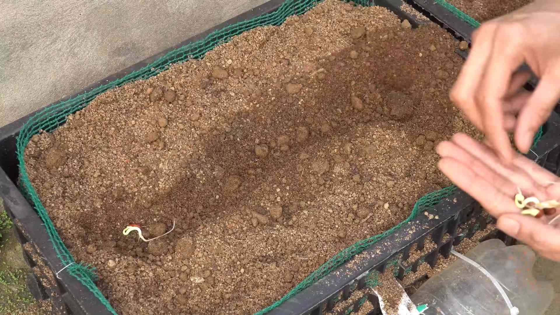 Stangenbohnen Anbau Einfach Gemacht
