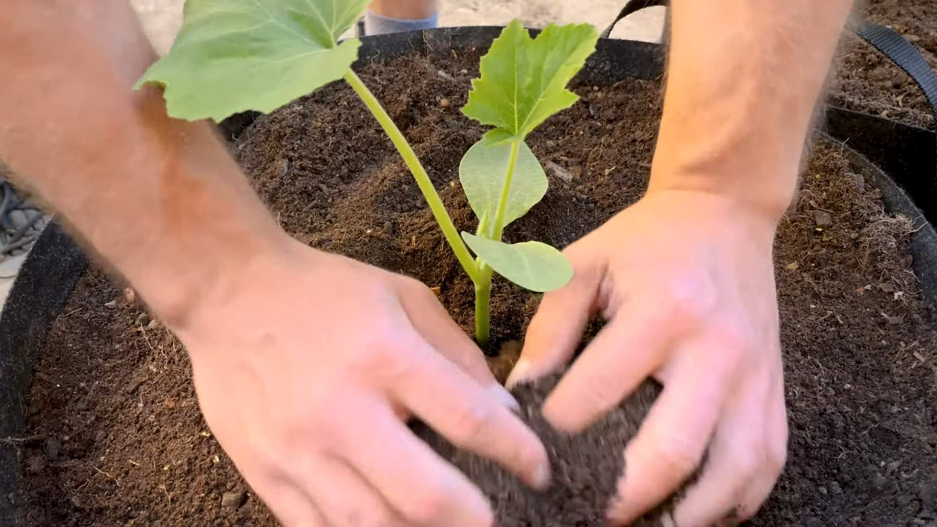 Sommer Kürbis Ernte optimieren