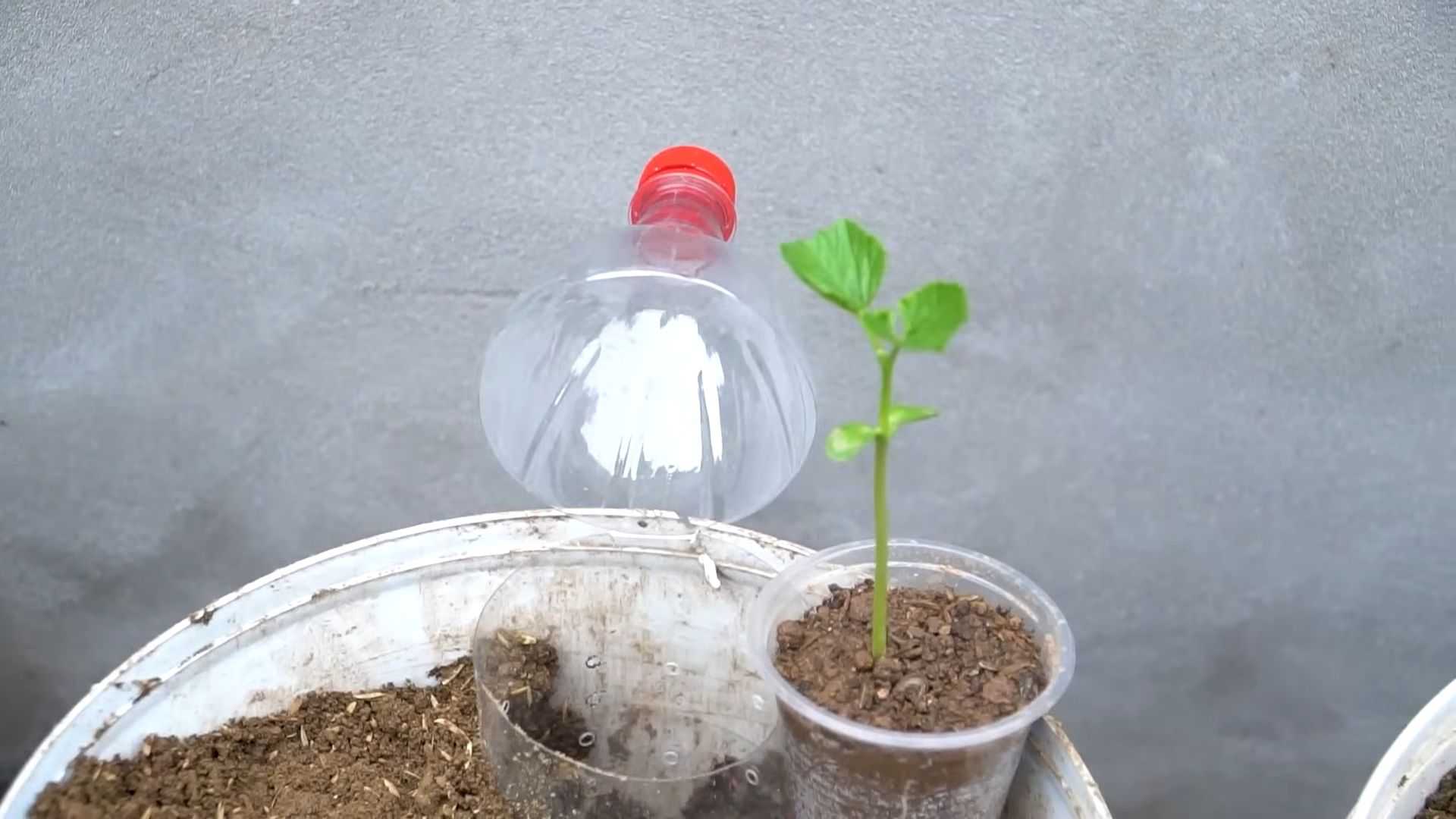 Bittermelone Anbau für Anfänger