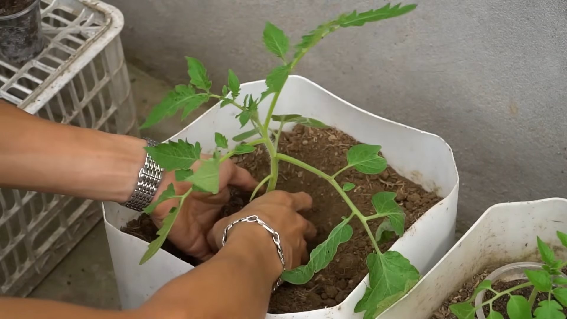 Tomatenpflanzen Ertrag steigern