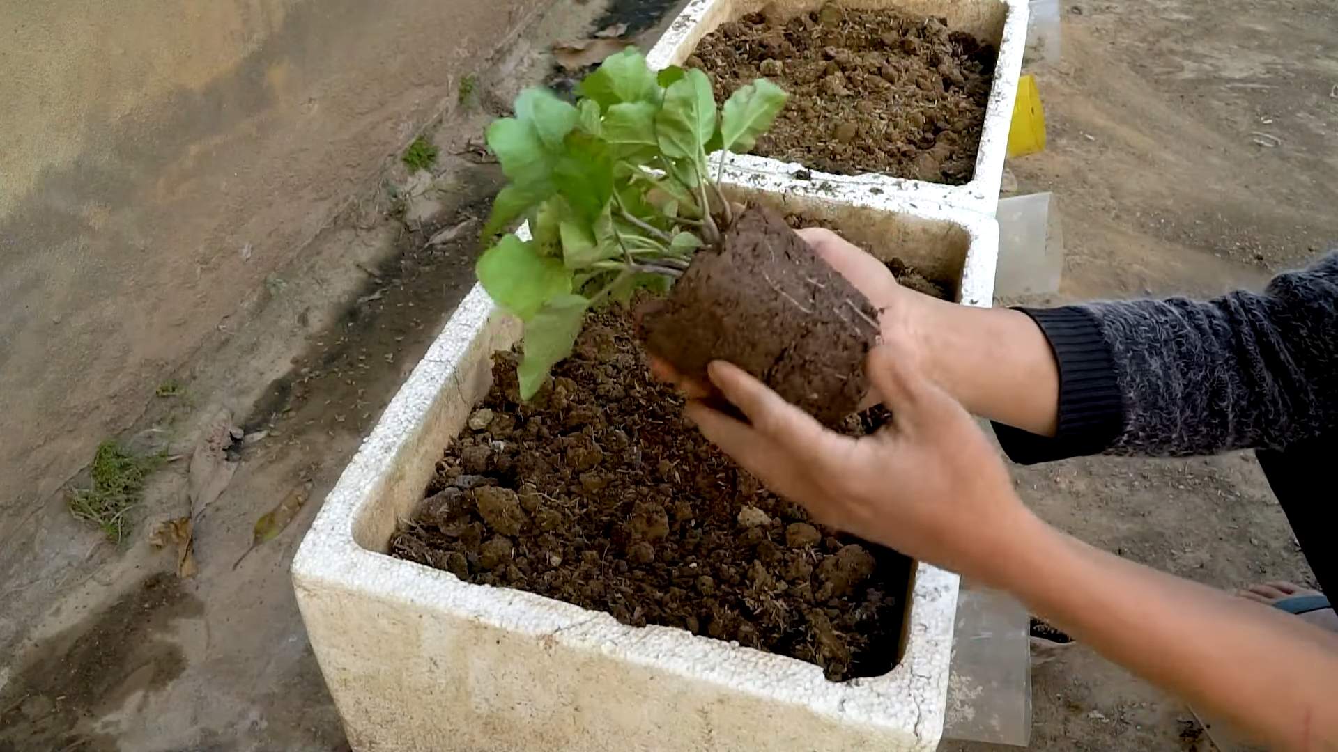 Auberginen Anbau DIY