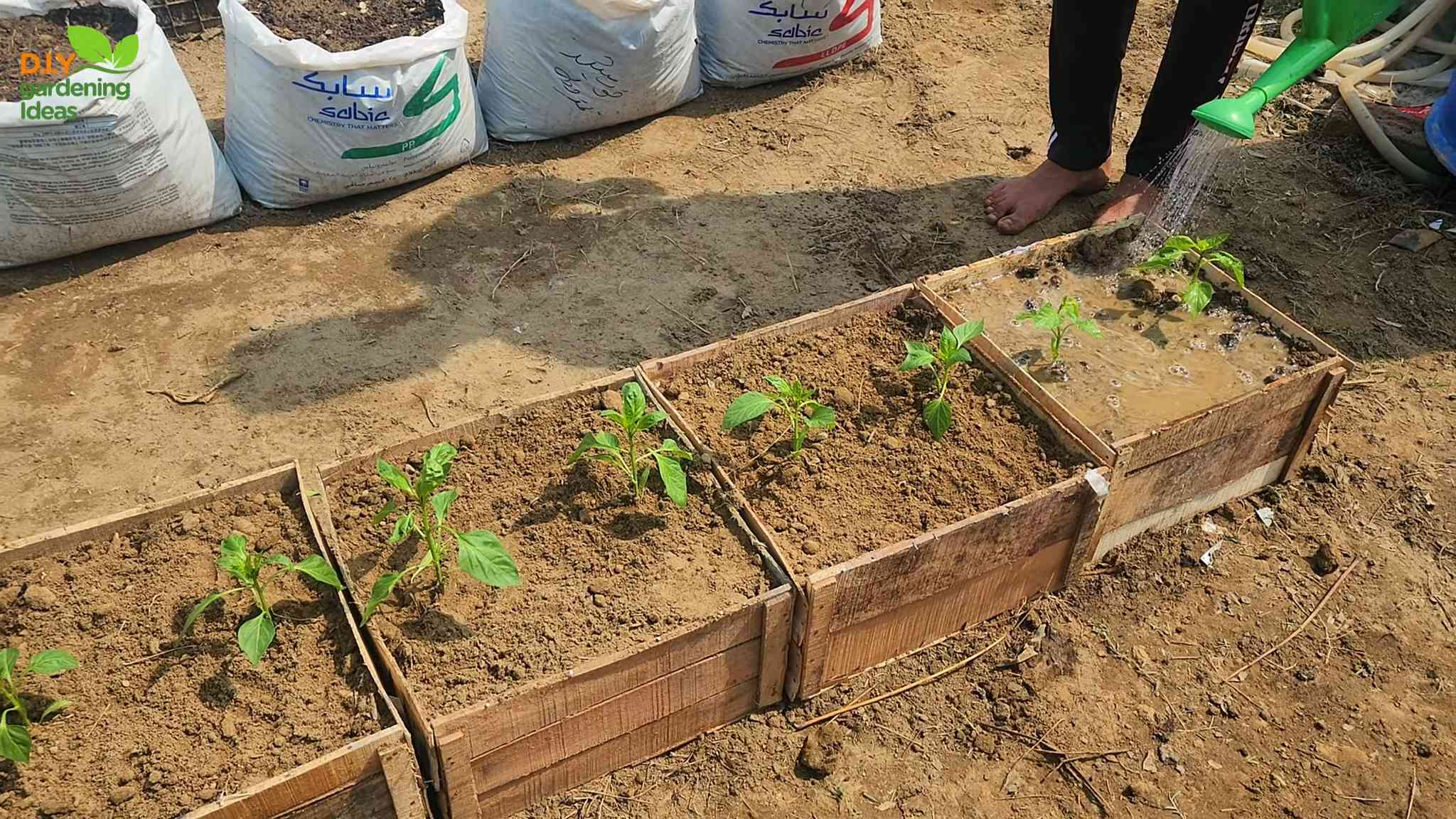 Paprika im Topf anbauen