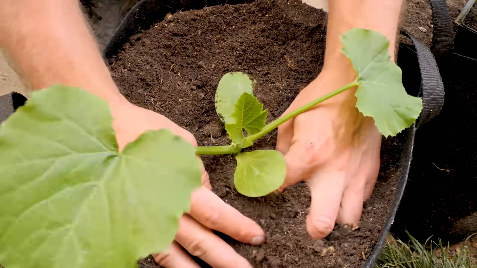 Zucchini Anbau im Pflanzsack