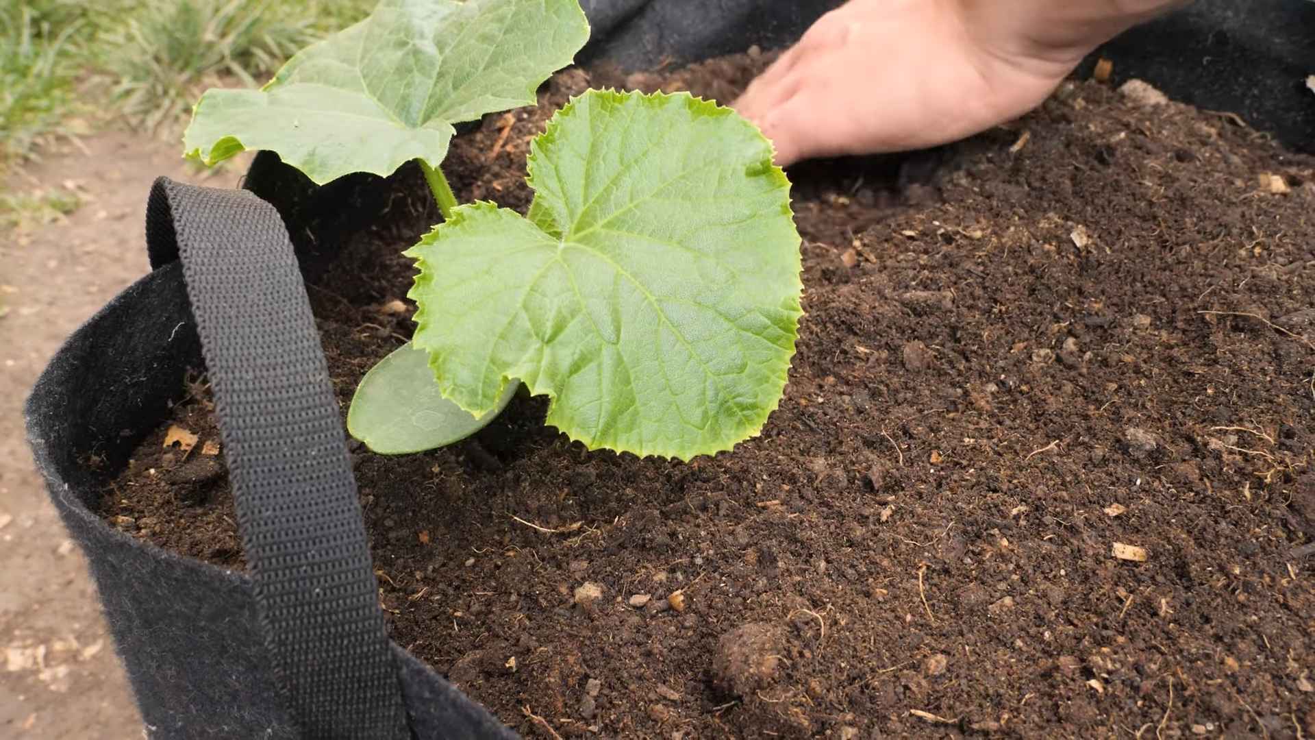 Gurken anbauen Schritt für Schritt