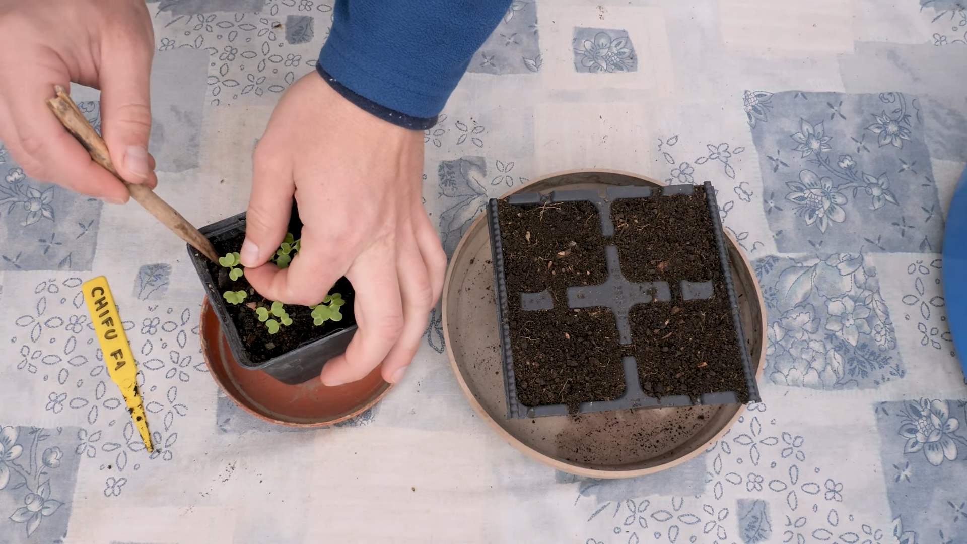 Bok Choy Anbau im Pflanzsack