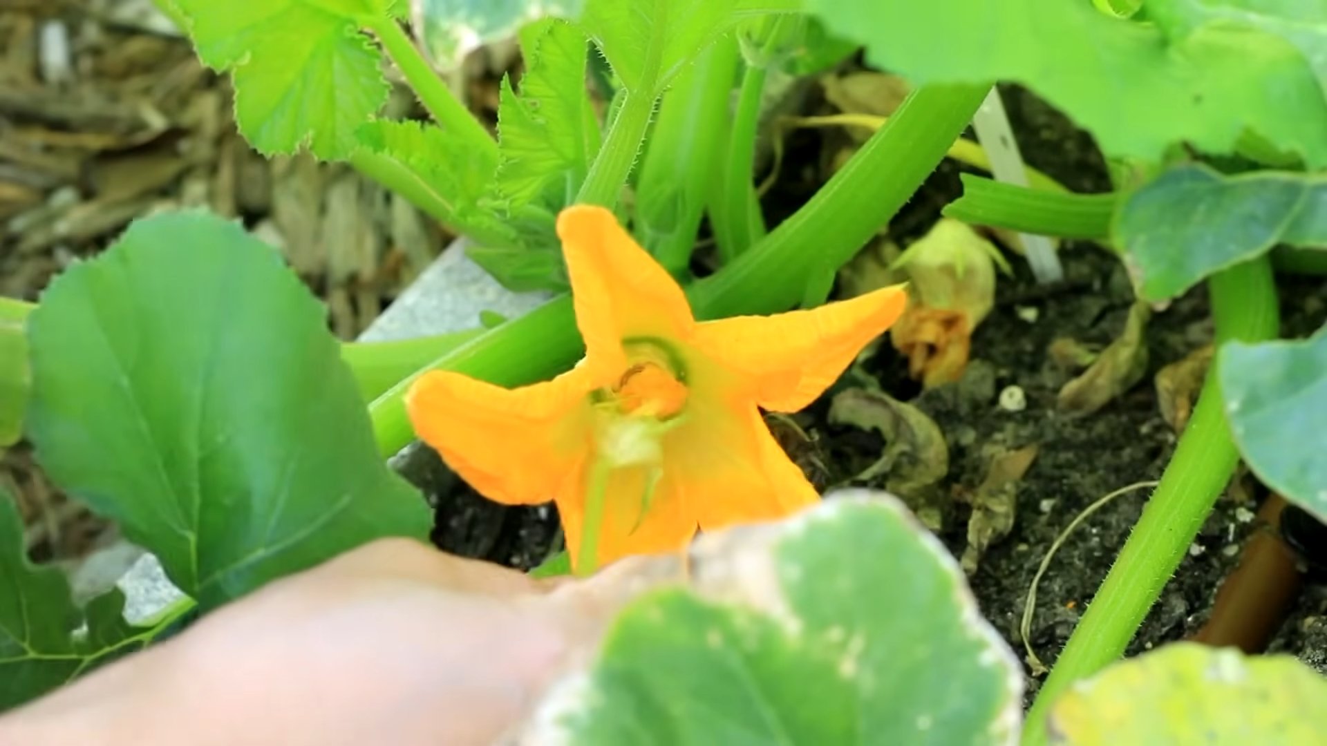 Zucchini Anbau zu Hause