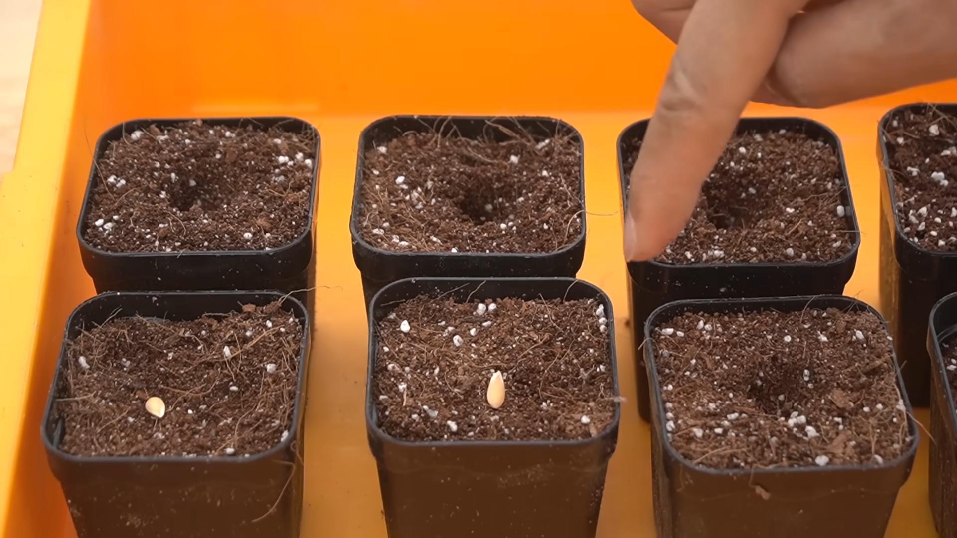 Melonen Anbau Anleitung