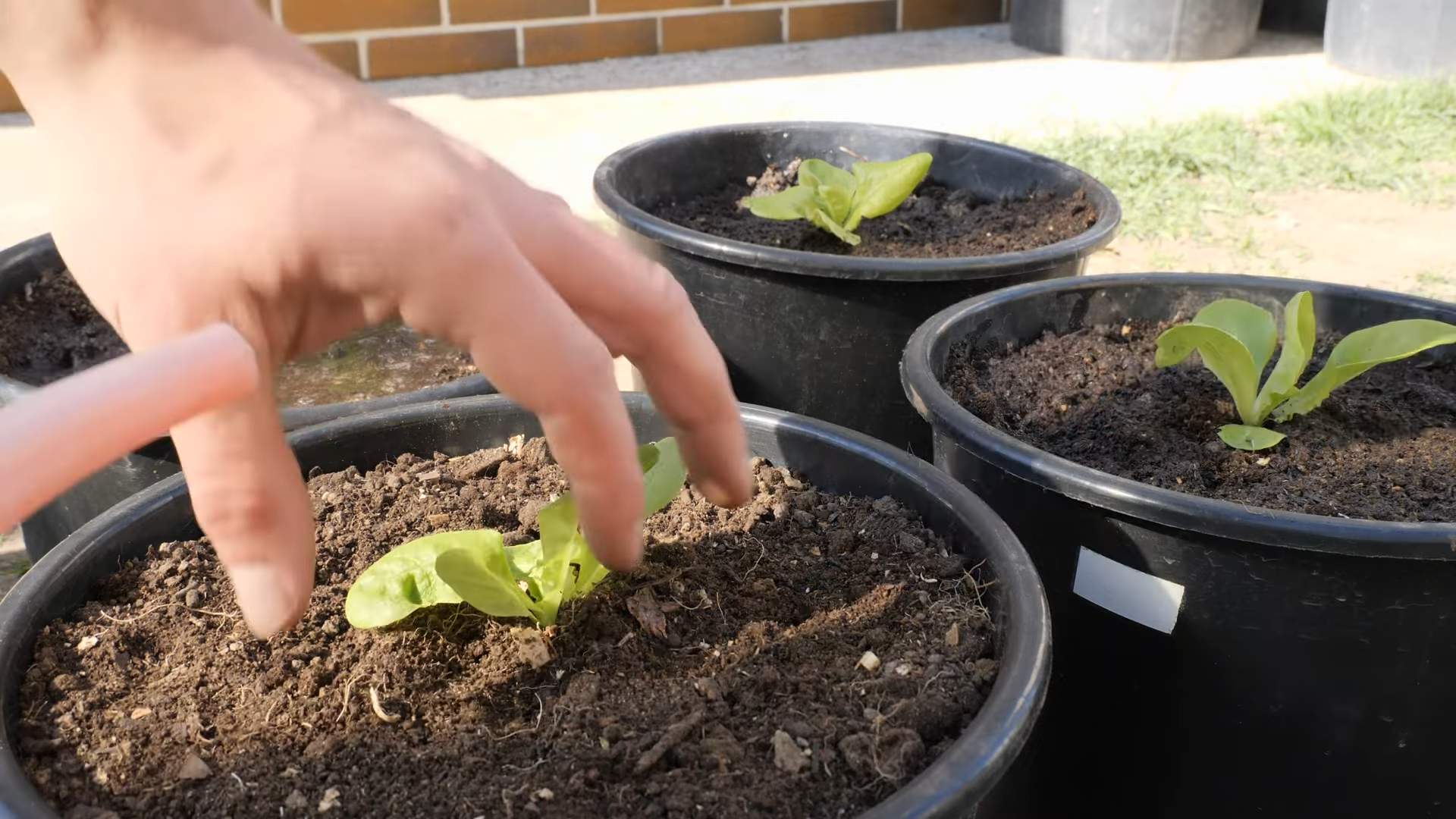 Salat im Topf anbauen