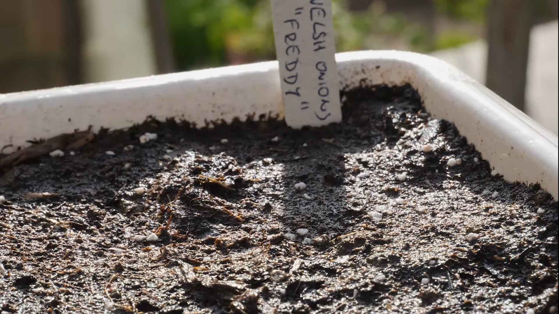 Schnittlauch im Topf anbauen